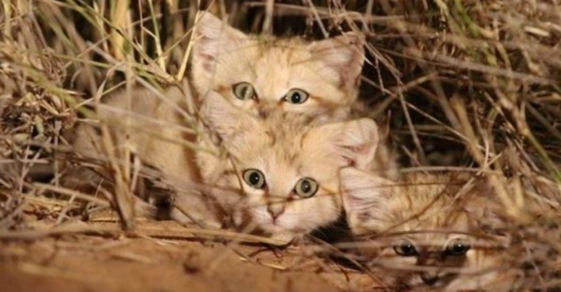 5只荒漠猫同框出现母猫带着幼崽集体外出这种画面太少见了