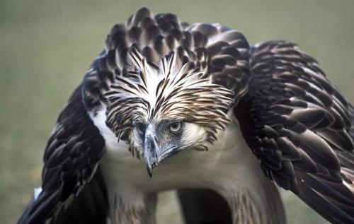 意思是说,形状像马,白头.通身是老虎的斑纹,尾巴是红色的.