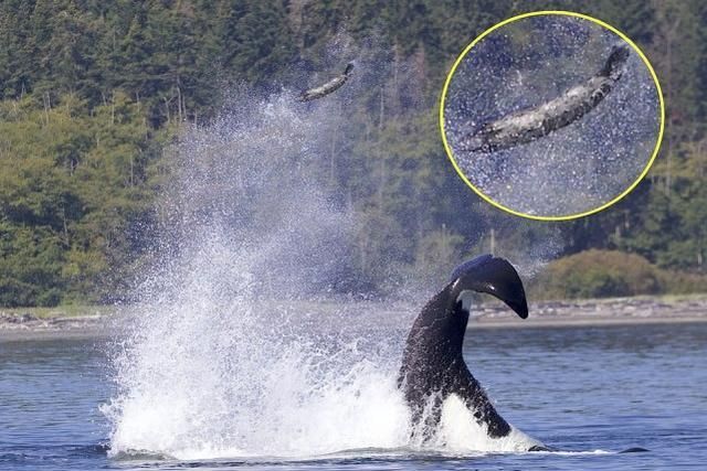 虎鲸群围捕一海豹,用强有力的尾巴将其抛到十多米高空宛如打排球