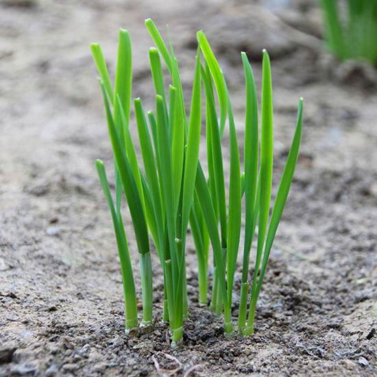 养在阳台正合适,四季窜新叶,新鲜味道好|韭菜|盆栽|植株_新浪新闻