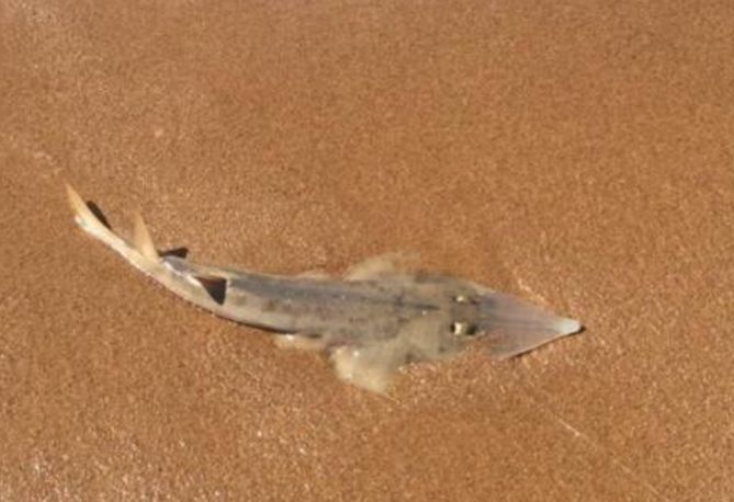 它们是鱼却生活在沙漠中,干旱炎热无法打败它,现在危机重重