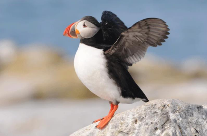 史上最惨的国宝,被本国人挖掉心脏,如今还被吃成了濒危动物