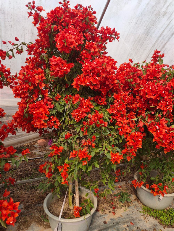 三角梅中的勤花"大王",绿樱靠边站,一年四季红红火火 - 三角梅中国红