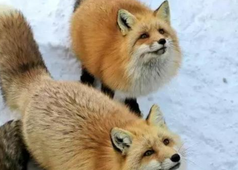 不顾朋友阻拦捡了只小奶狐,一年后大变样,这是狐狸还是狗?