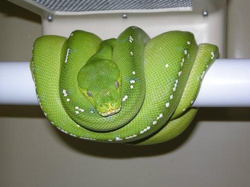 世界最贵的蟒蛇价值超300万的蓝血绿树蟒至今无法人工繁育