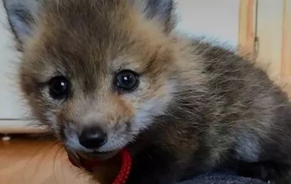 不顾朋友阻拦捡了只小奶狐,一年后大变样,这是狐狸还是狗?