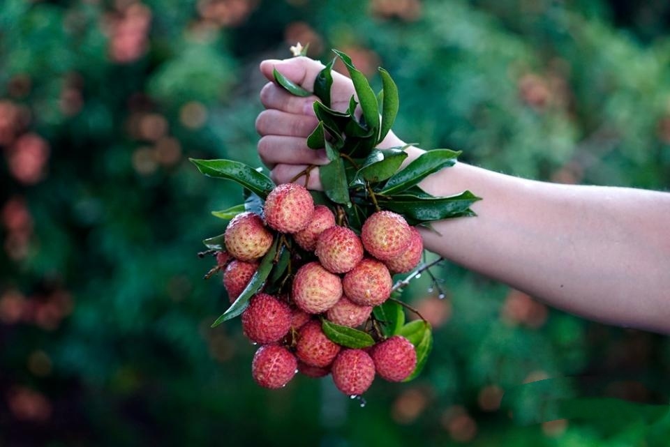 试试这几个技巧,拍出让人垂涎荔枝照__财经头条