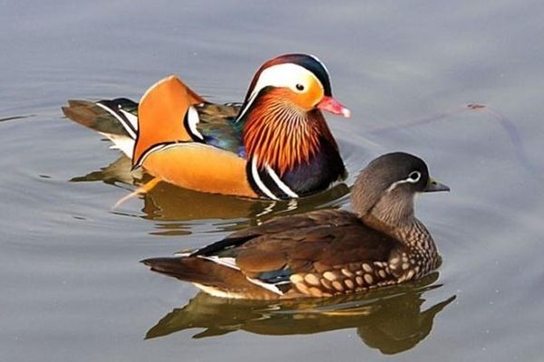 心理测试四对鸳鸯凭直觉挑选一对测你近期各方面的运势如何