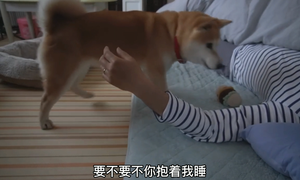 柴犬从小要主人抱着睡,宠主生病后,它的行为暖心又好笑
