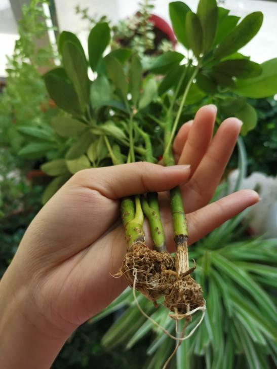盆栽鸭掌木多修剪多冒芽在家里养一盆满盆大手叶