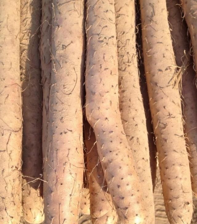 为什么都说麻山药好吃有时自己做出来却不尽人意原因在哪里