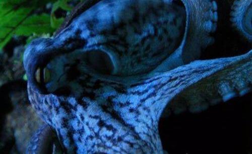 天蓝蘑菇,蓝色血液怎么解释?