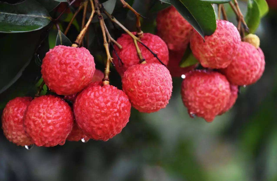 试试这几个技巧,拍出让人垂涎荔枝照__财经头条