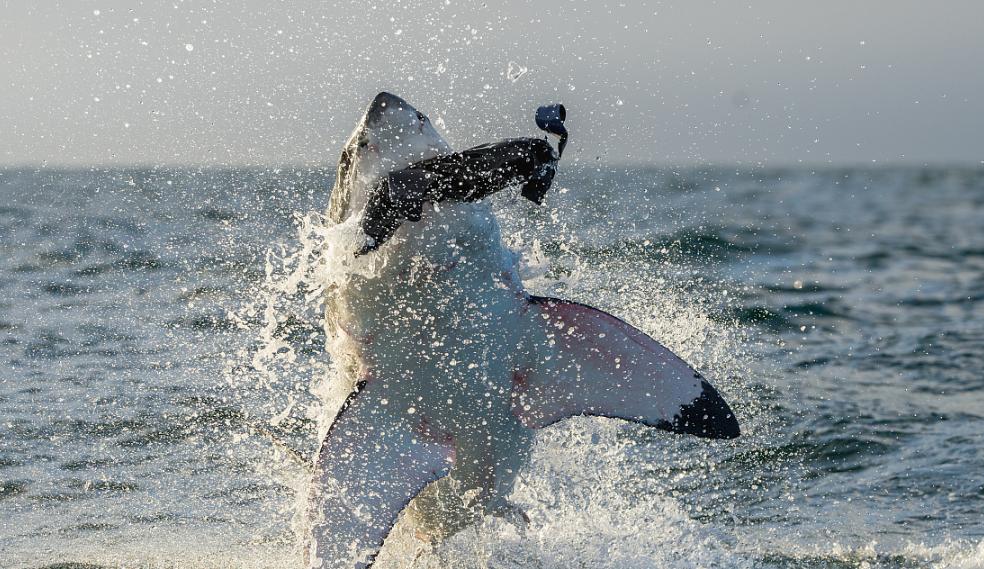 俄罗斯鄂霍次克海发现罕见的棕黄色海狗