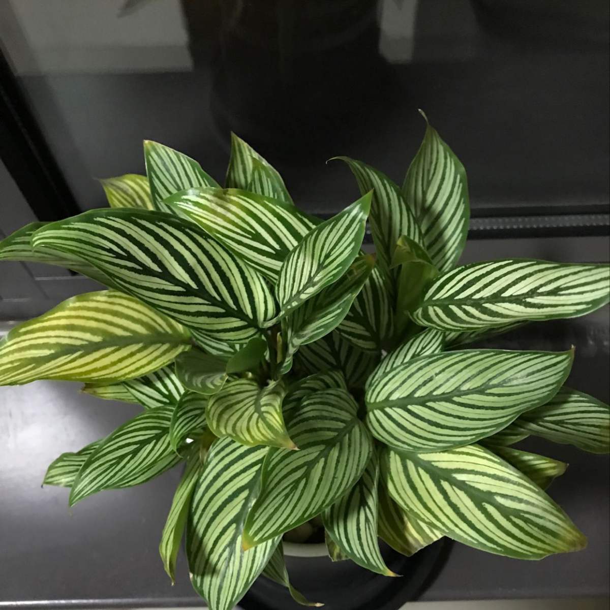 竹芋叶子总是发黄,饿两顿,叶子舒展又油亮!