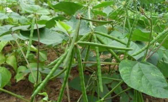 绿豆清热解毒止渴利尿想要收获高产优质绿豆农民只需四点