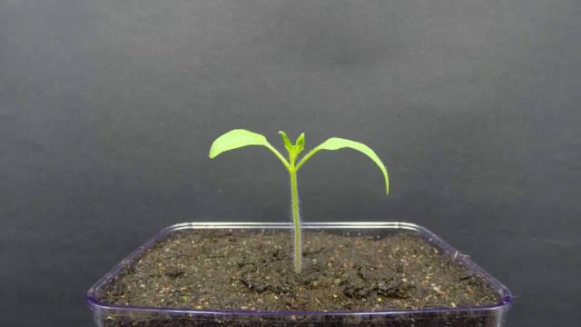 历时123天的植物生长延时摄影,种子慢慢生根发芽