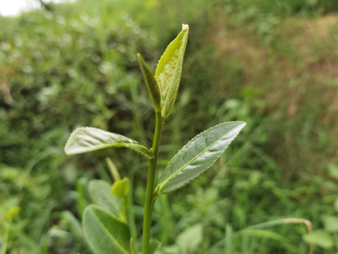 来一场身心灵的康养,才能获得真正的健康|茶树|身心|有机茶_新浪新闻