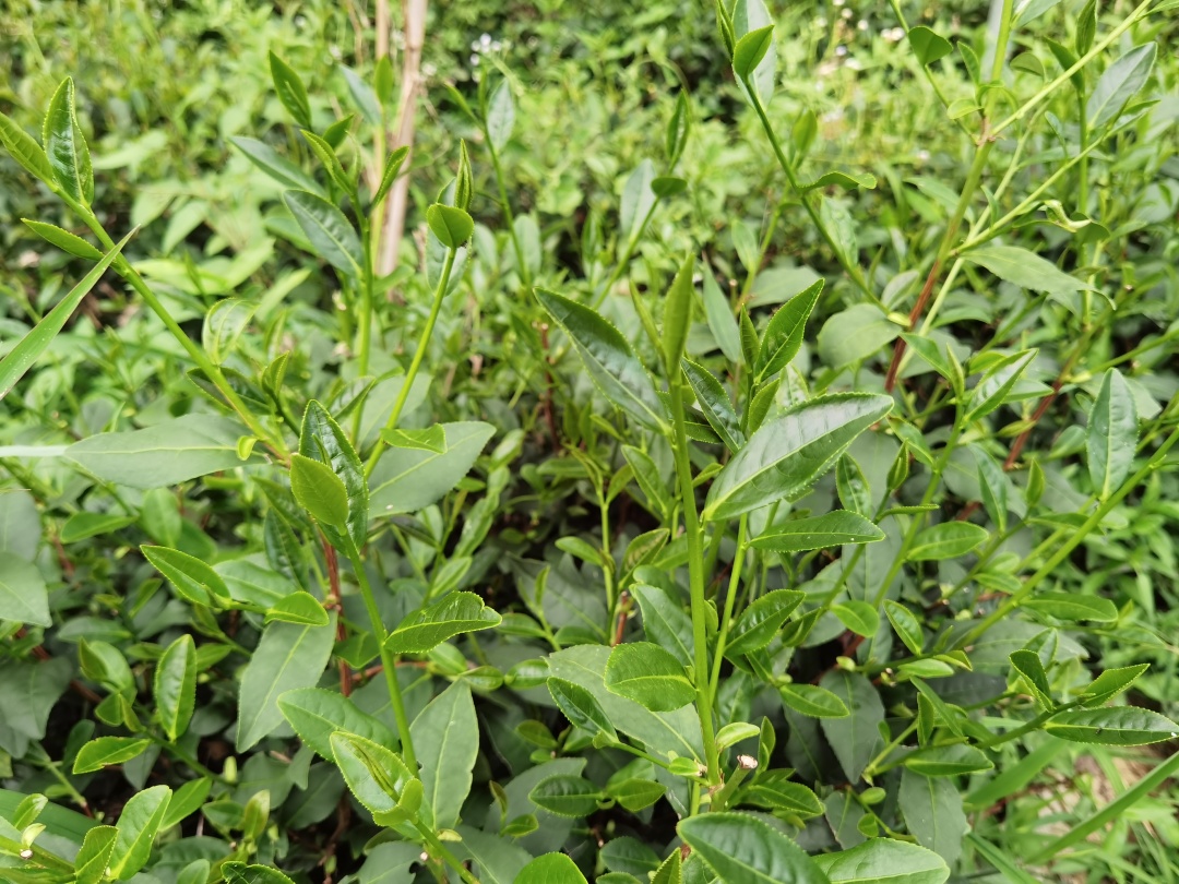 来一场身心灵的康养,才能获得真正的健康|茶树|身心|有机茶_新浪新闻