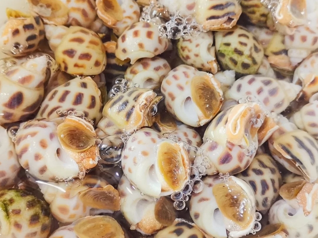 上瘾的凉拌花螺,配上一杯啤酒或者饮料,好吃到让你停不下来