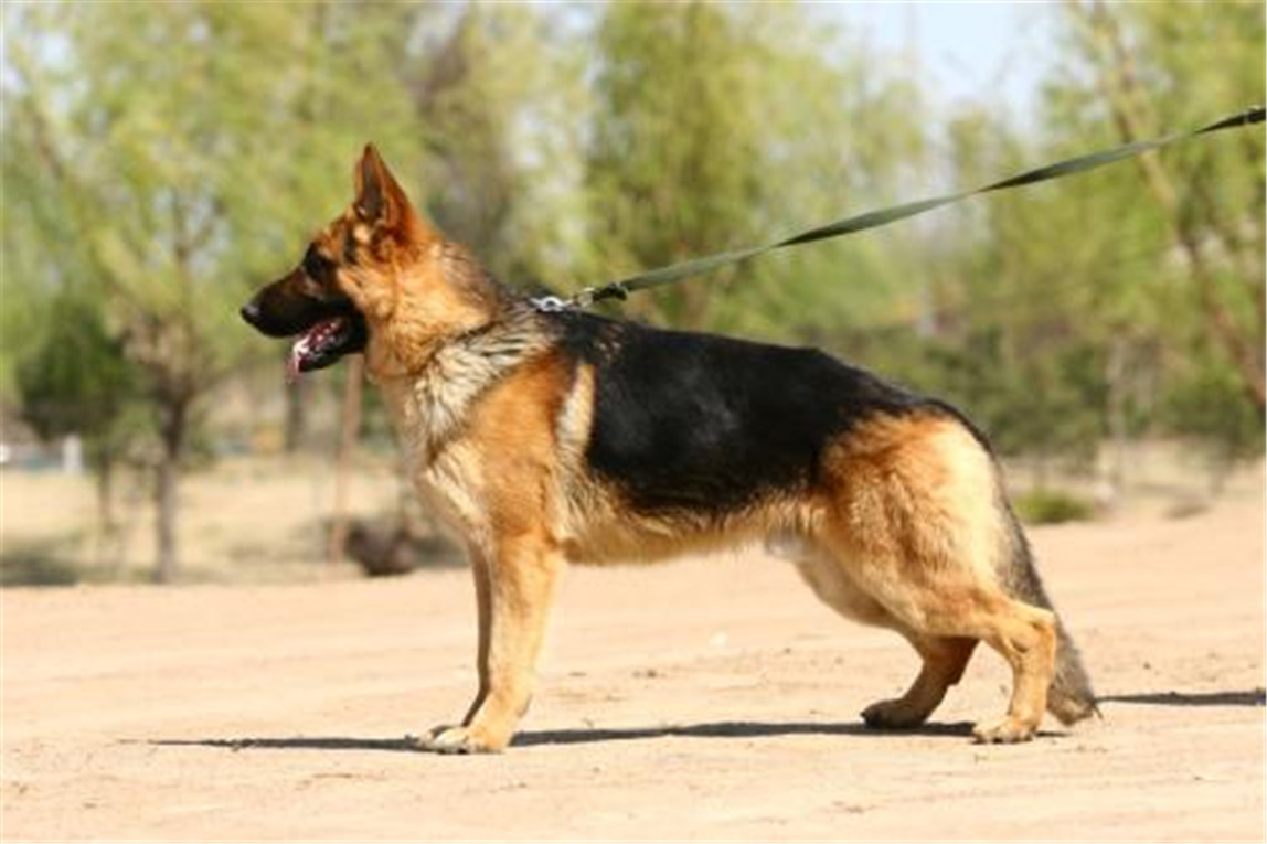 这些军犬年幼入伍,将青春奉献军队,退役后该何去何从