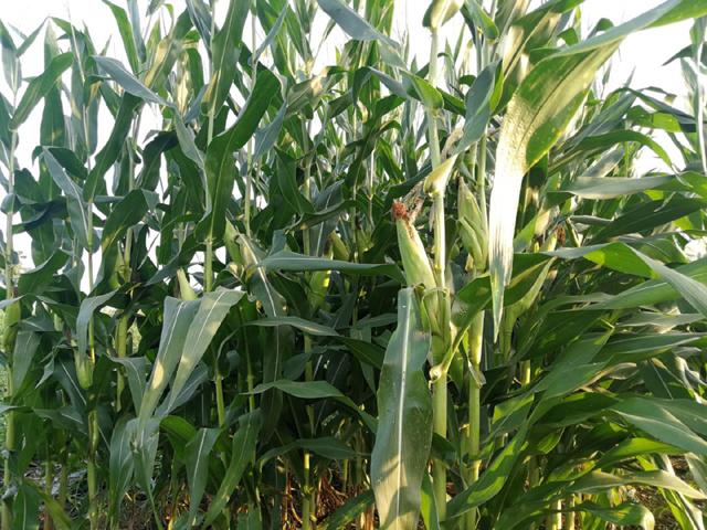 玉米长势越高越容易倒伏假的有经验的老农给出答案