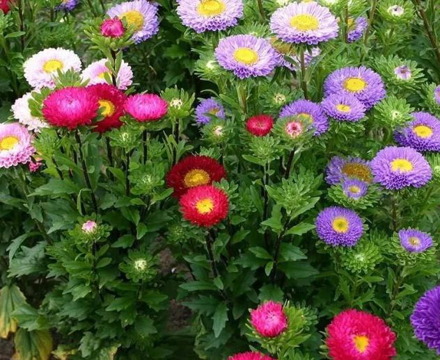 居家盆栽入秋养翠菊迎合2点需求花开如捧花球美