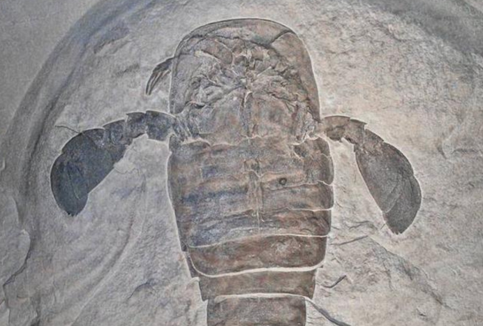 幸亏有化石为证,否则没人相信,史前时期的"蝎子"和人一般大