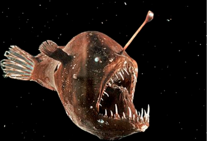 此外,因为安康鱼行动缓慢,所以它们捕食的行为也更倾