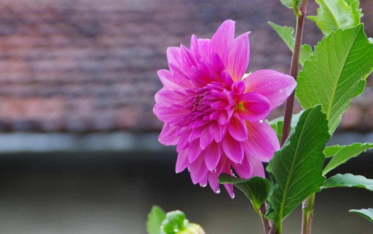 秋天的大丽花就该这样养枝繁叶茂花开不断