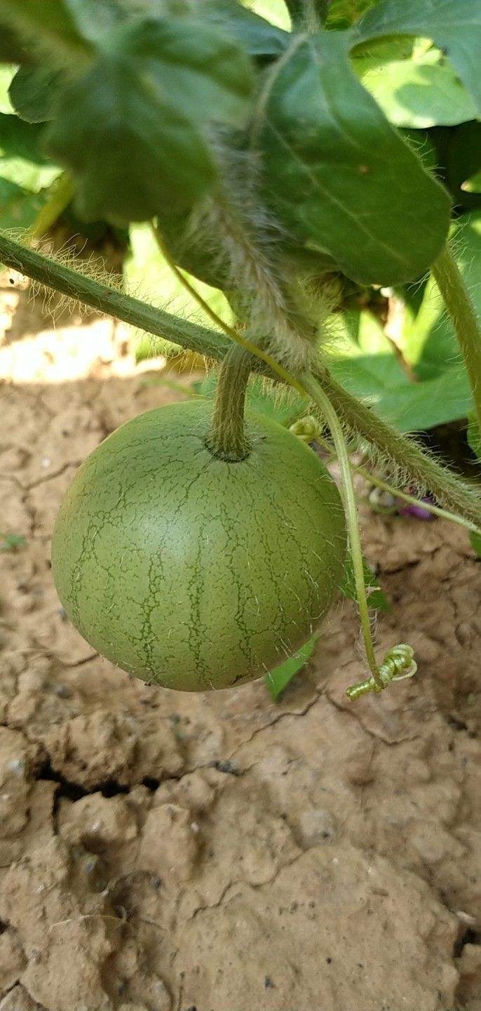 换种土养西瓜种出来个大瓤甜很快爬满整个架子