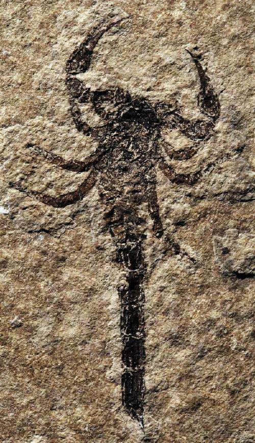 幸亏有化石为证,否则没人相信,史前时期的"蝎子"和人一般大