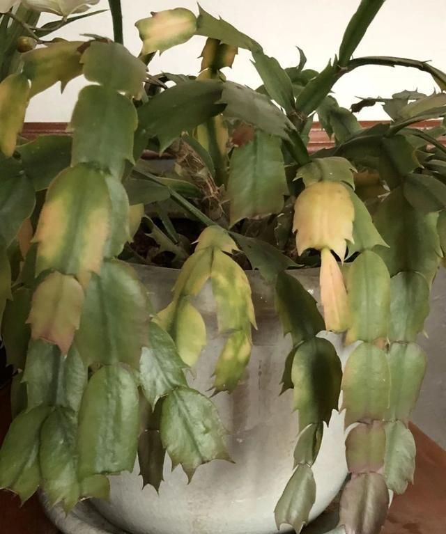 夏天养的盆栽蟹爪兰很容易烂根不要施肥浇水都要控制