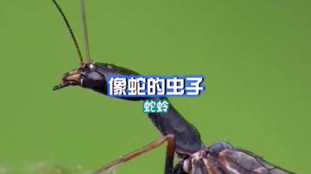 蛇蛉,这虫子长得像蛇,会把卵产在树干里,捕食树木中害虫