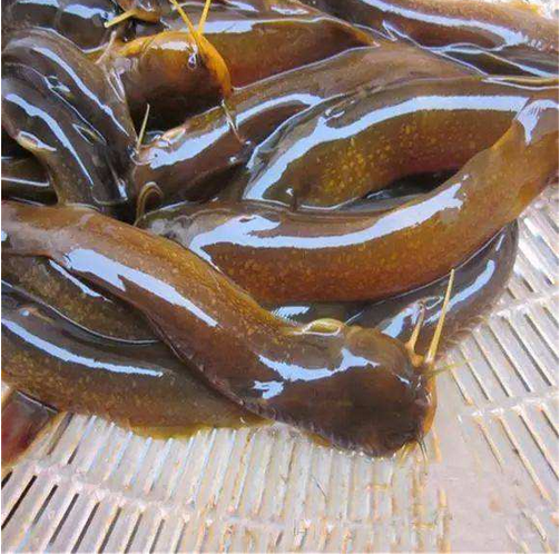 也正是因为疯子鱼的天价,这几年人工养殖疯子鱼的渔农越来越多.