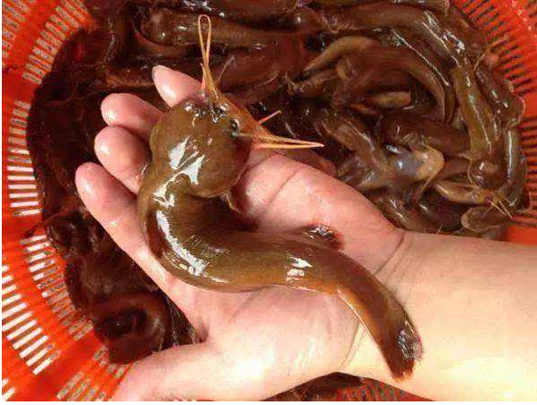 常被误认为是黄颡鱼,价格是黄颡鱼的7倍|黄颡鱼|鱼|疯子_新浪新闻