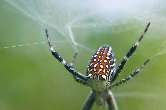 2秒钟就能毒死敌人遇到这种鬼脸蜘蛛切记绕道走