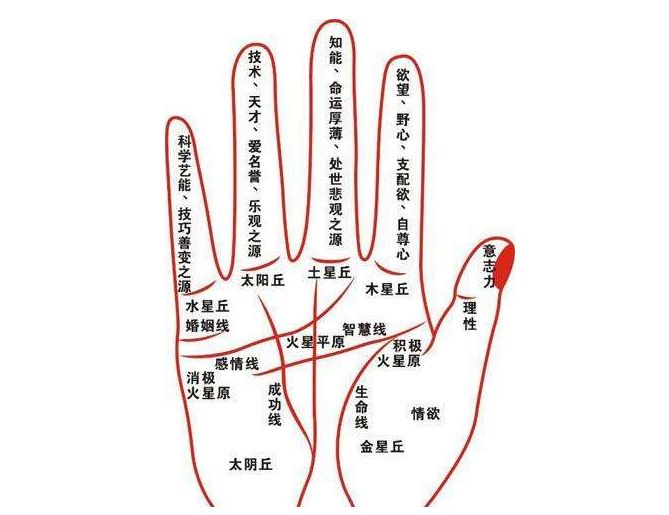 十指长短看一生的财富,“五指长,富爹娘,五指短,财运浅”!_新浪新闻