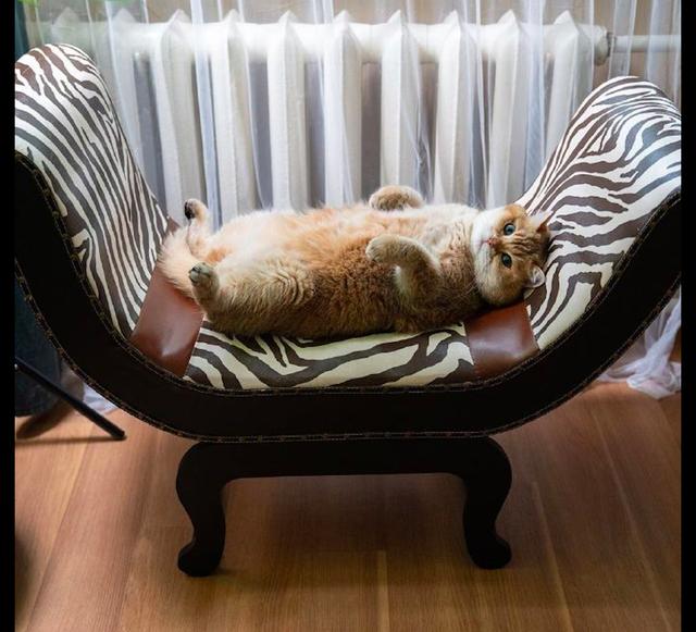 猫咪四脚朝天躺在椅子上还优雅伸出爪子奴才过来亲吻朕的手