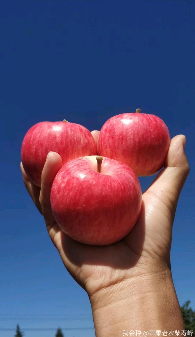 外观经验的秦阳苹果