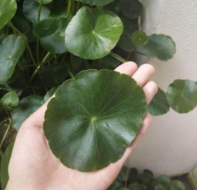 我们知道铜钱草是以观叶植物主导的绿色植物,大家养它是赏析它的叶片