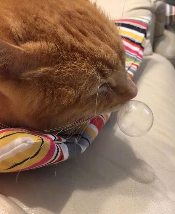 猫咪的鼻涕泡,还挺大的