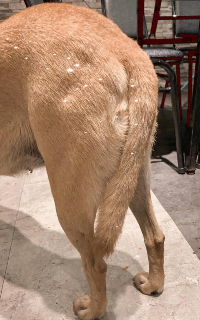 土狗为躲暴雨冲进餐厅,却被客人嫌弃,只能夹着尾巴在缝隙中避雨