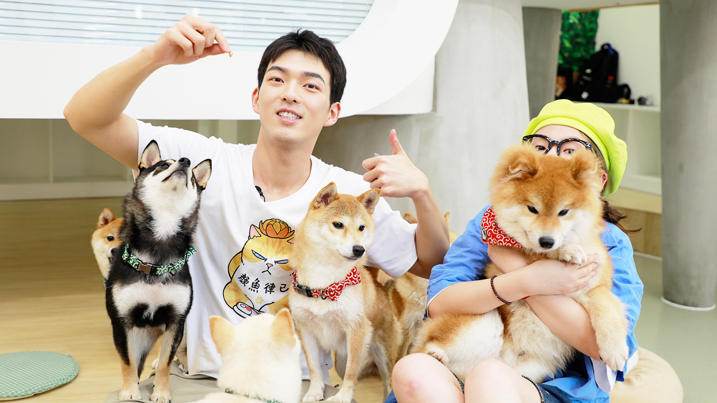 长毛柴犬长这样 祖先竟是捕鸟用犬 带你走进阿柴的世界 长毛柴犬长这样 祖先竟是捕鸟用犬 带你走进阿柴的世界