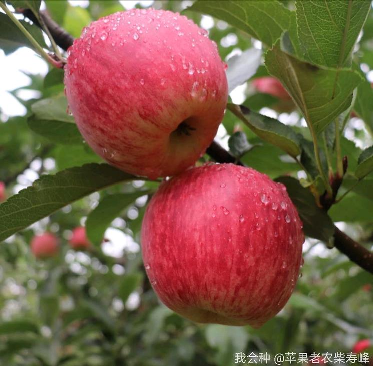 外观经验的秦阳苹果