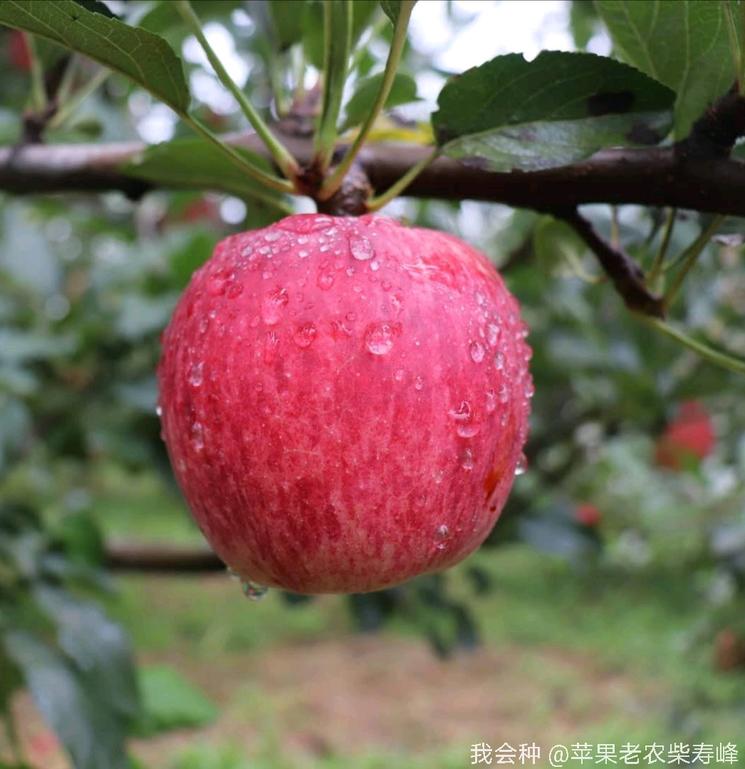 外观经验的秦阳苹果