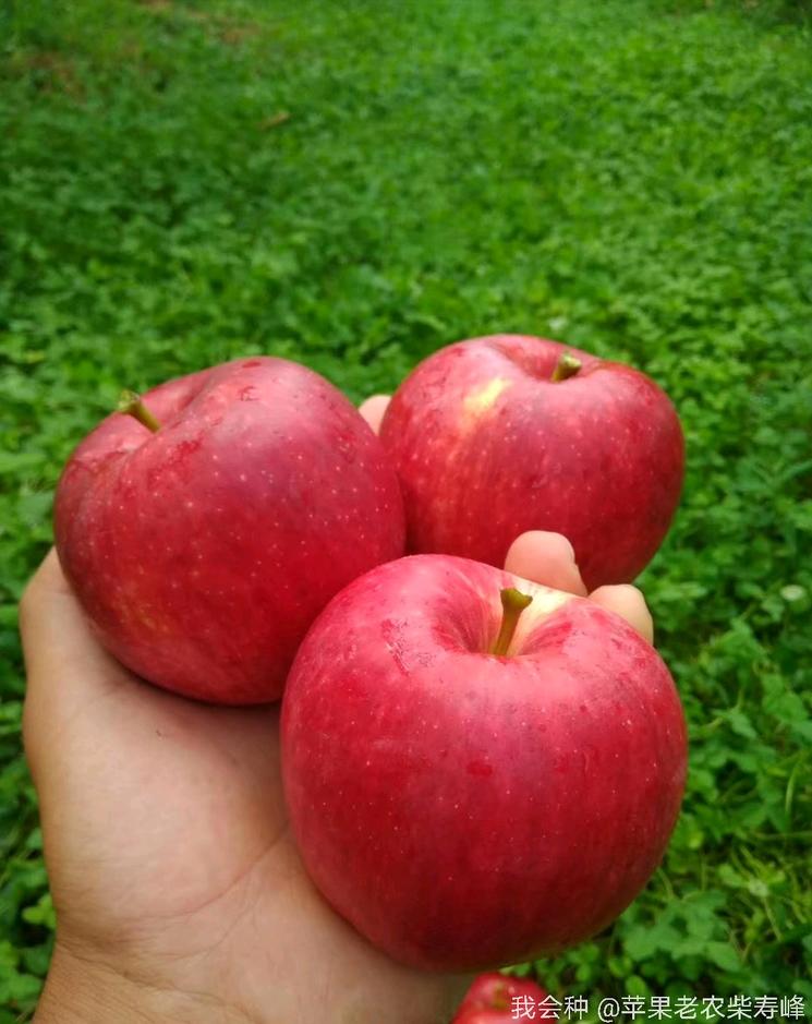 外观经验的秦阳苹果