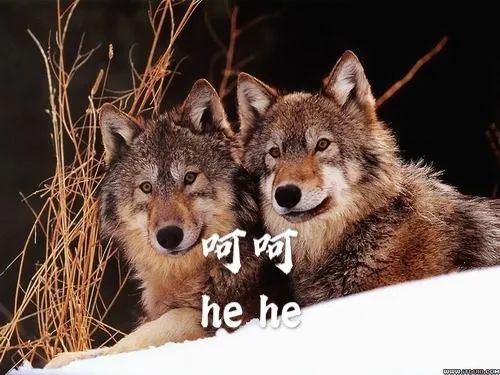 狼对你说狗对你说于是"我不是单身狗,我只是一只孤狼"你不服输的说