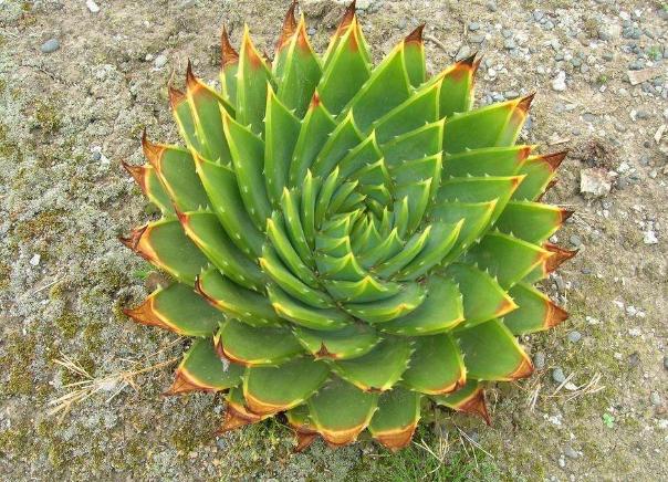 螺旋芦荟该怎样养护?盆栽注意这些细节,女王范十足!