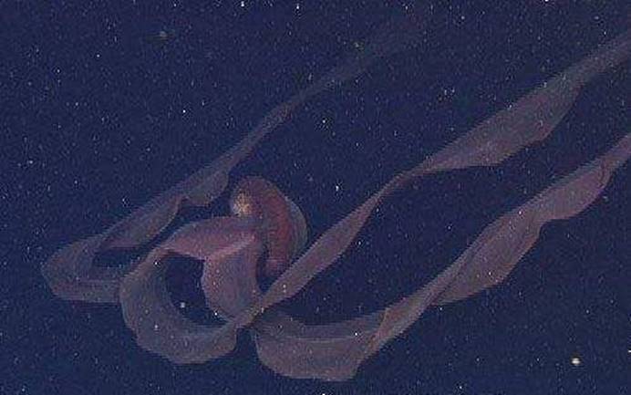 冥河水母多大图片